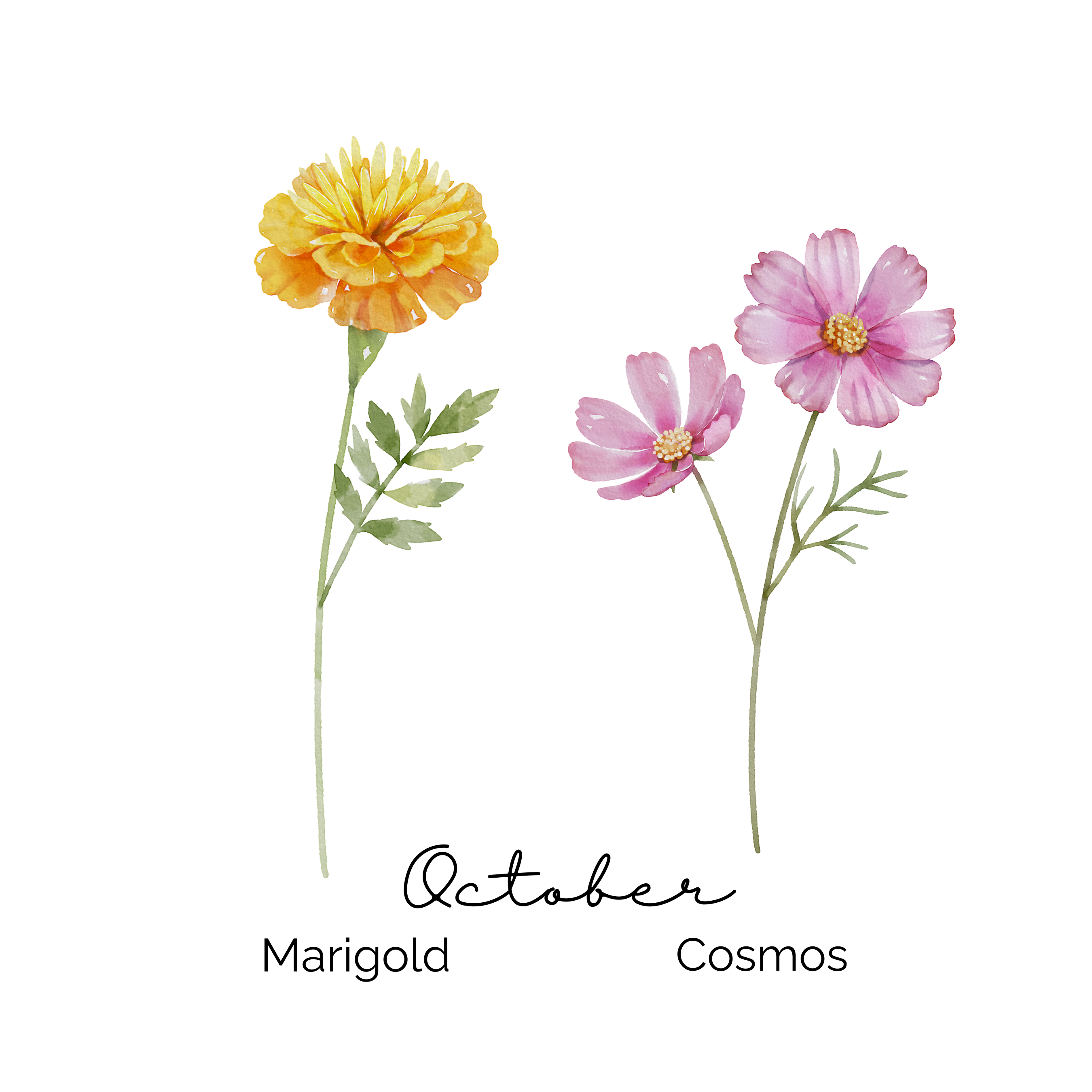 October Birth Flower ~ Grandma's Garden