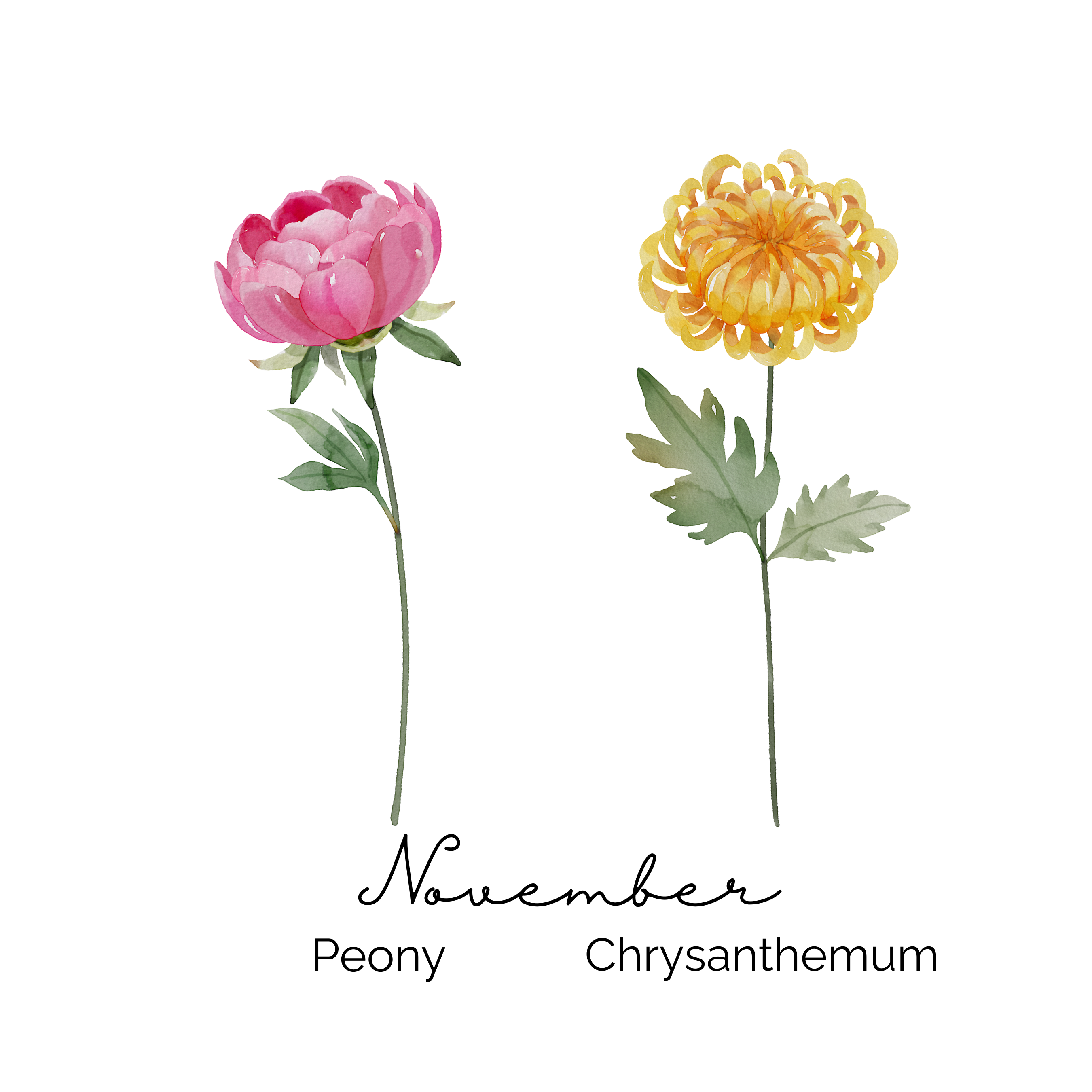 November Birth Flower ~ Grandma's Garden