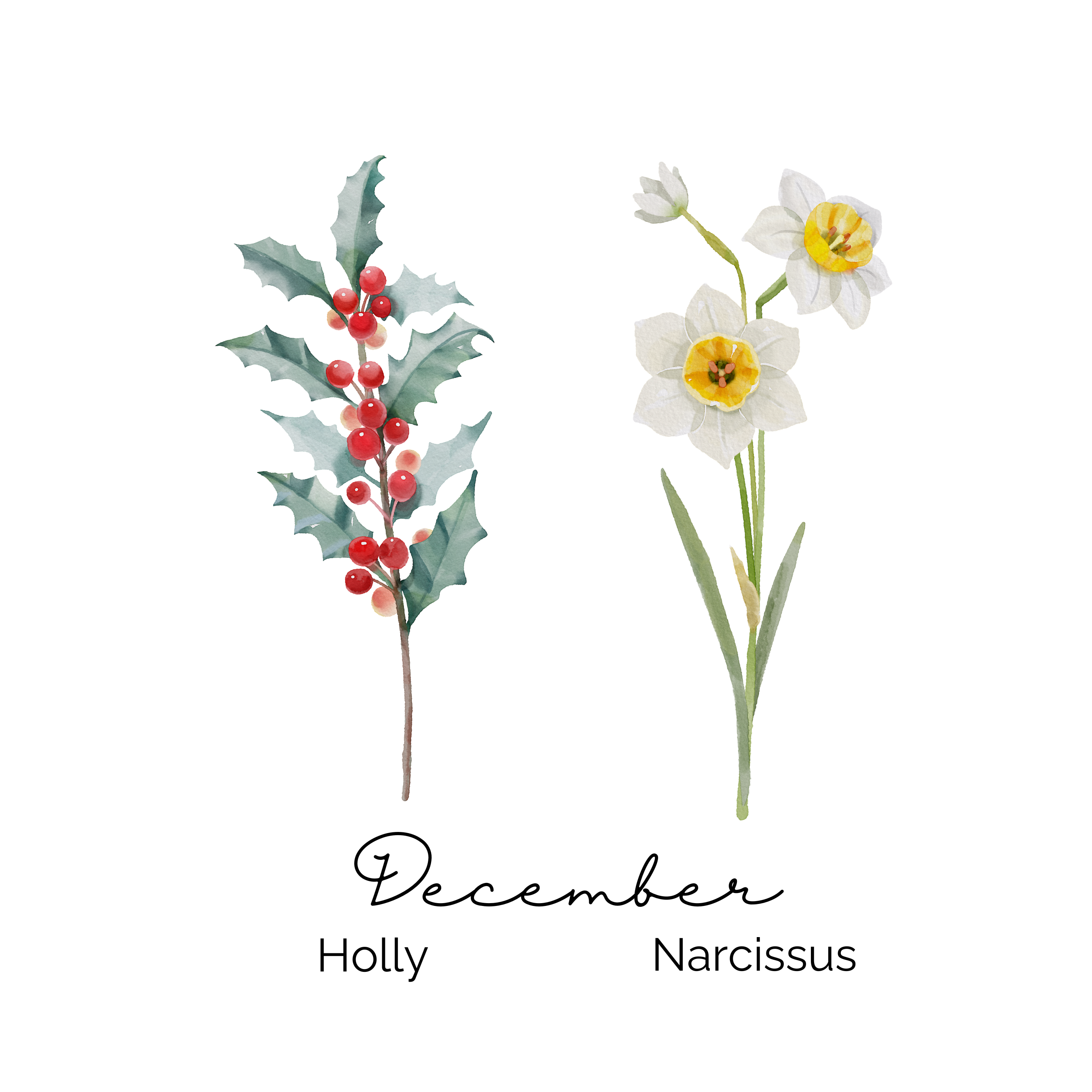 December Birth Flower ~ Grandma's Garden