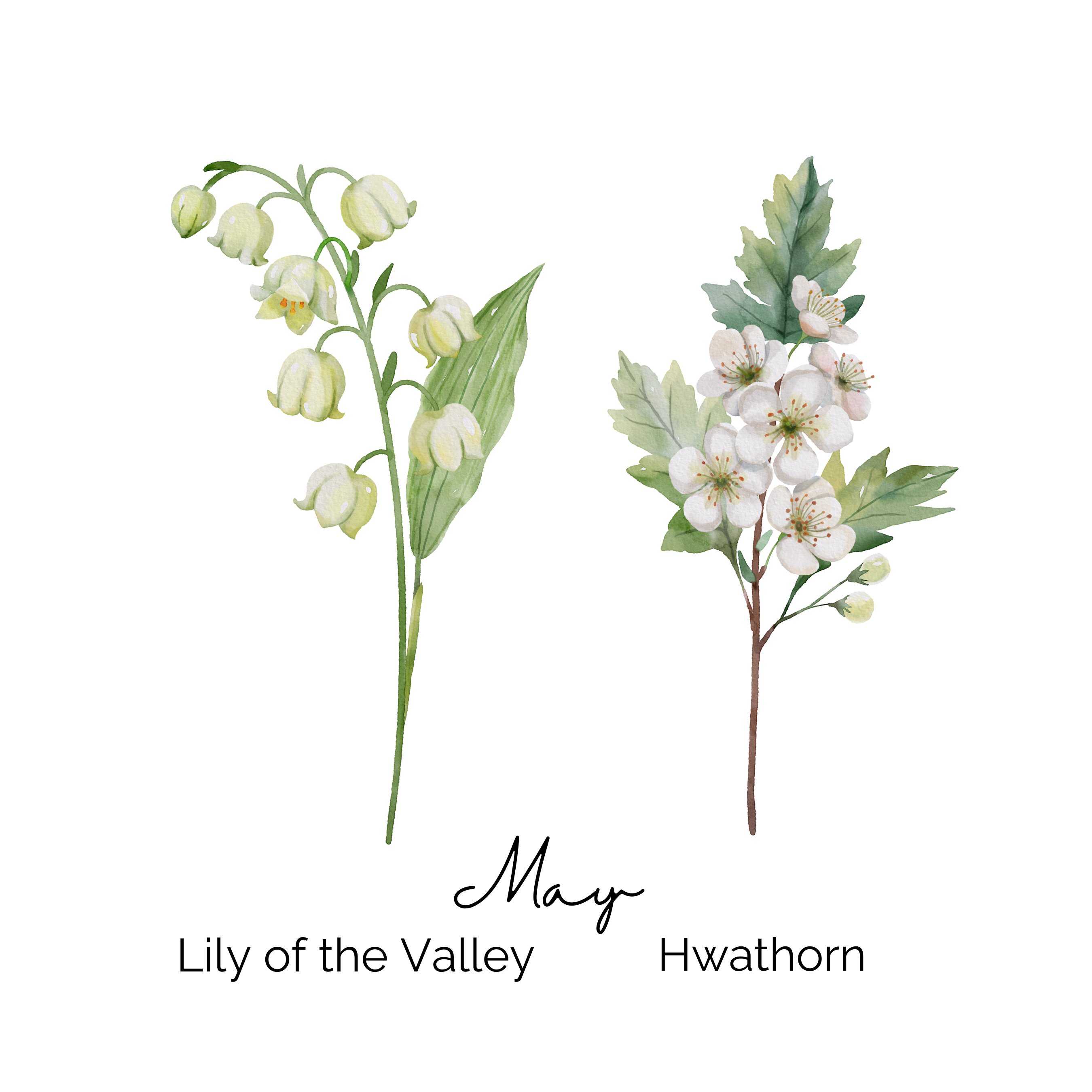 May Birth Flower ~ Grandma's Garden