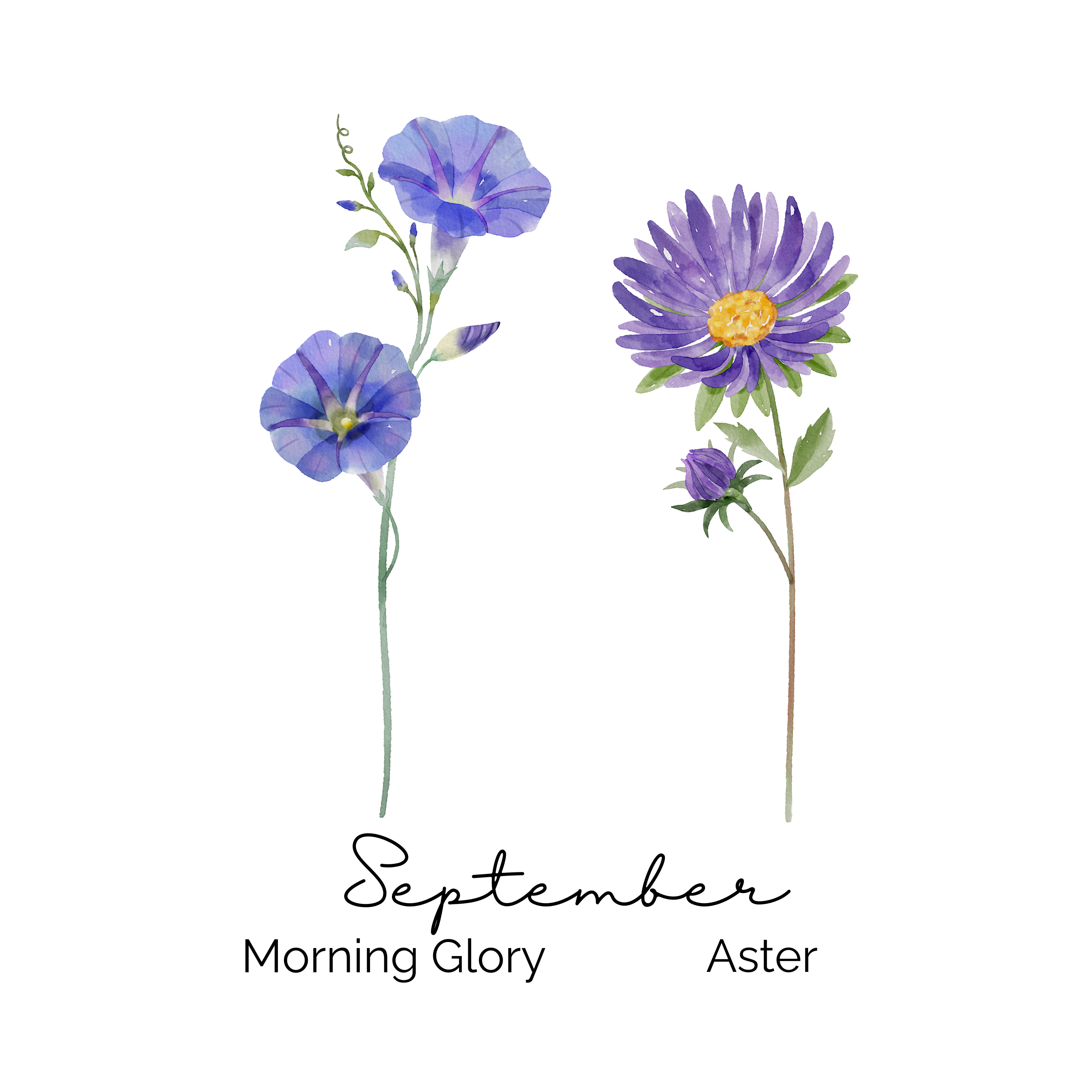 September Birth Flower ~ Grandma's Garden