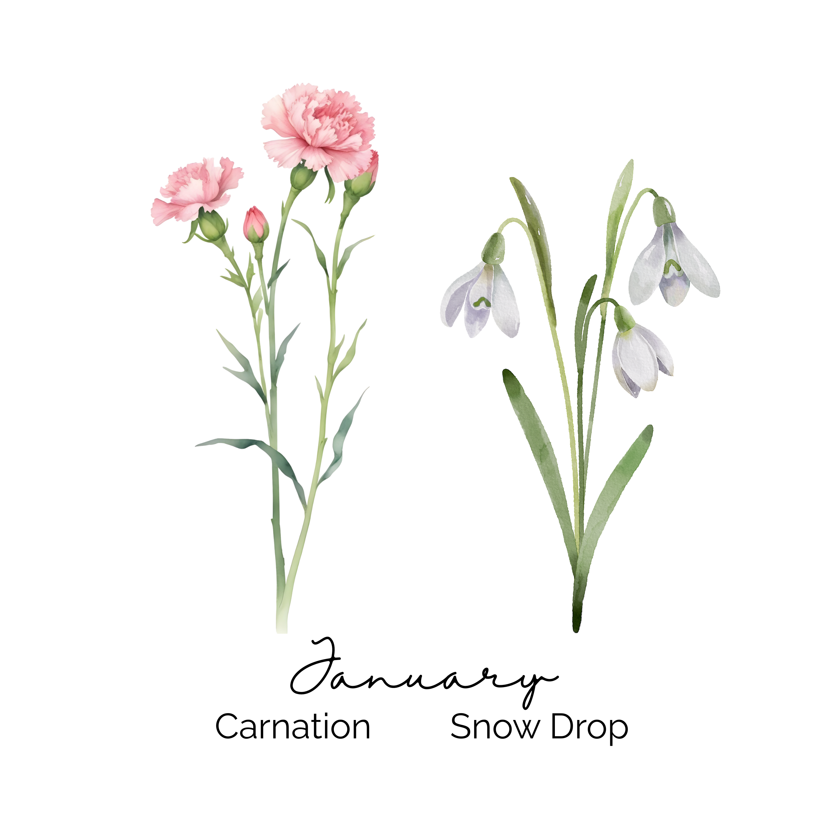January Birth Flower ~ Grandma's Garden